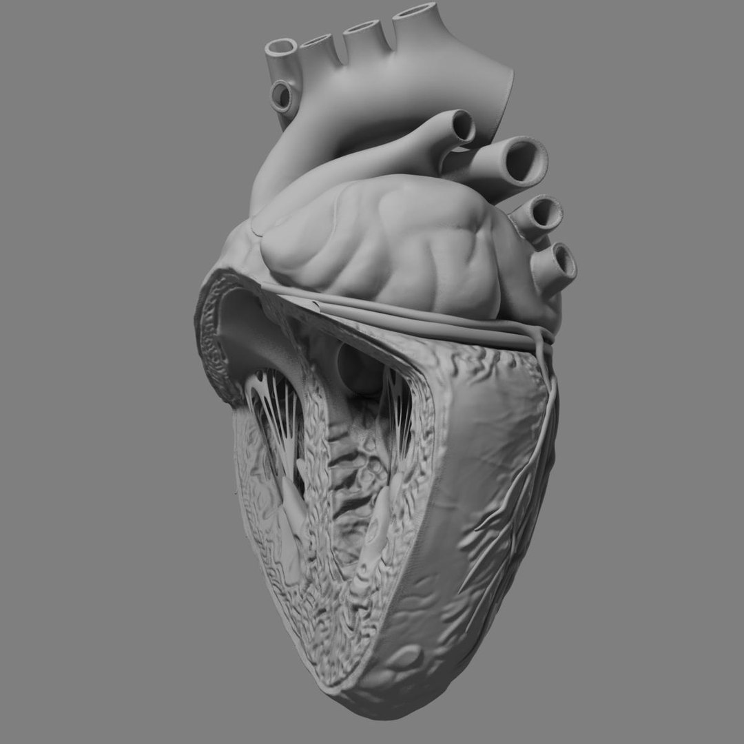 anatomy human heart 3d c4d https://p.turbosquid.com/ts-thumb/3D/dunwyl/rlqK1MBA/grayscale_image6/jpg/1423658566/1920x1080/fit_q87/373a5ba678792bad4ed2282c8ba731b6688dc208/grayscale_image6.jpg