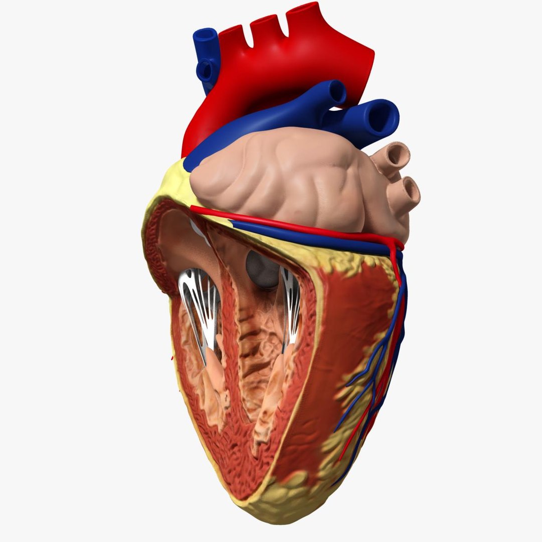 anatomy human heart 3d c4d https://p.turbosquid.com/ts-thumb/3D/dunwyl/sE8i11RO/image6/jpg/1423606082/1920x1080/fit_q87/4ea8efa5e6e39f2cc0674891017cd1c916810a26/image6.jpg