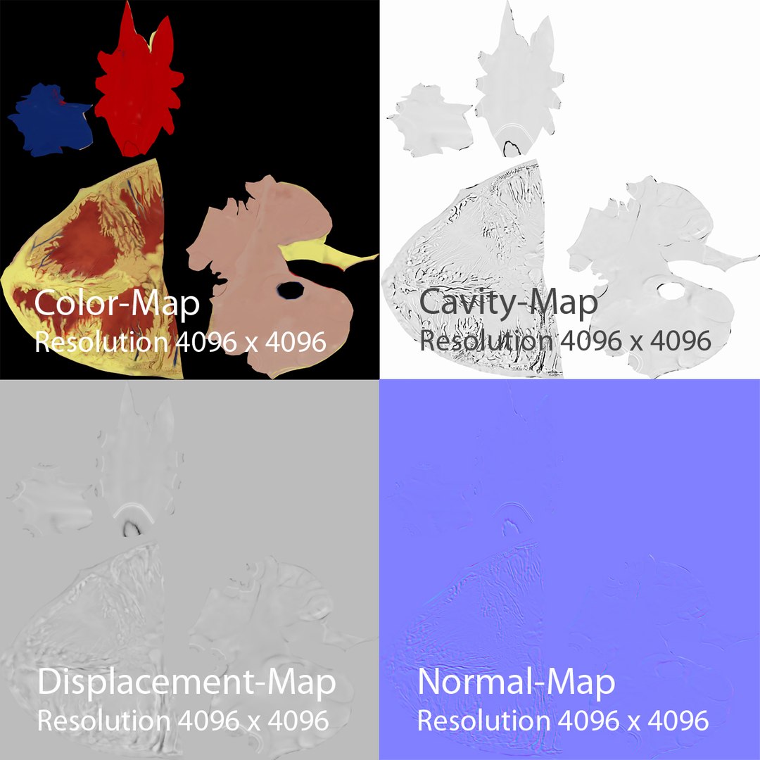 anatomy human heart 3d c4d https://p.turbosquid.com/ts-thumb/3D/dunwyl/sXafAvvc/texture_preview/jpg/1423657162/1920x1080/fit_q87/bd76ca55d26111ca228d0b494567093f4c89aab3/texture_preview.jpg