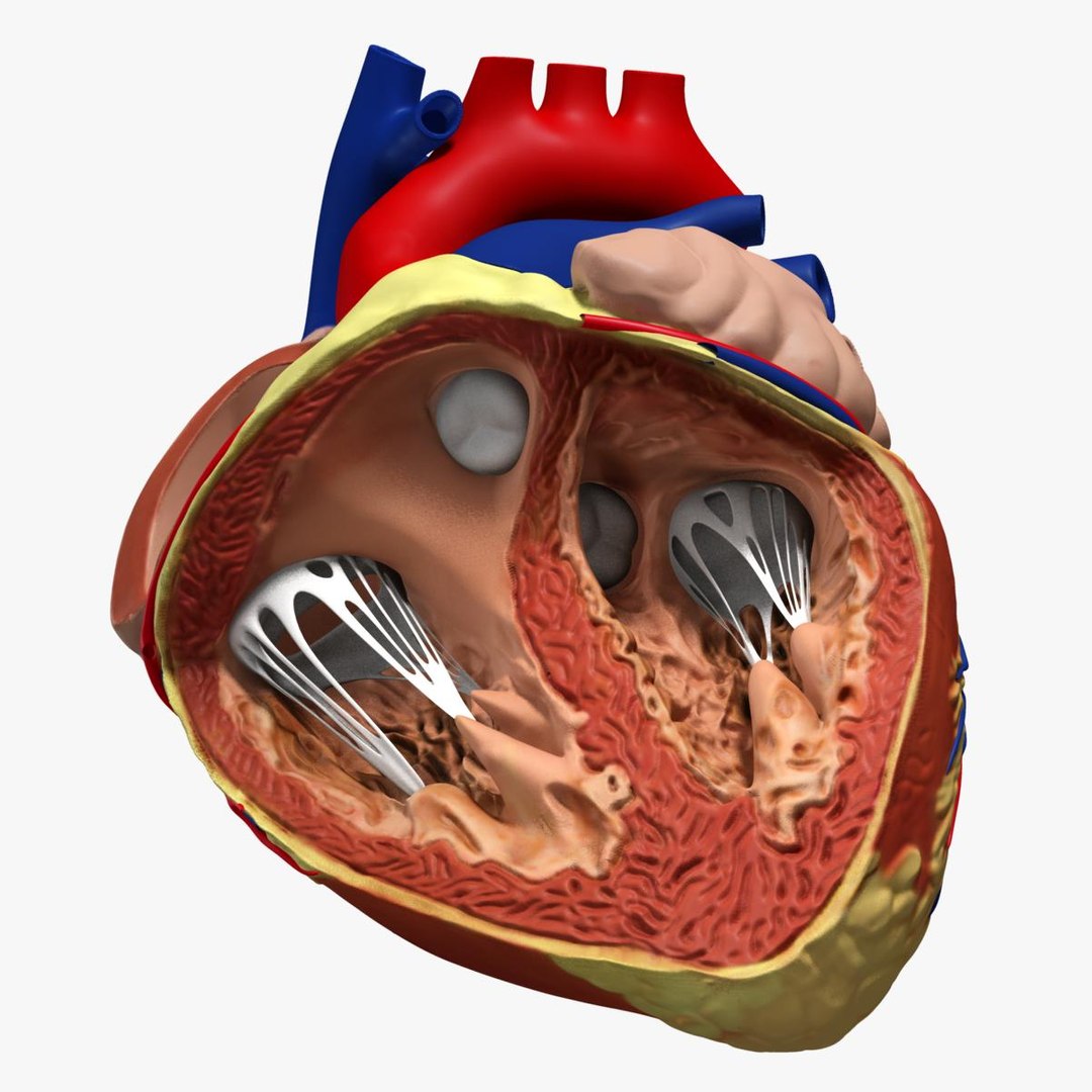 anatomy human heart 3d c4d https://p.turbosquid.com/ts-thumb/3D/dunwyl/tTqF8KUn/image8/jpg/1423657092/1920x1080/fit_q87/af2bae0c258f08b16655c6269b5323441fd33fba/image8.jpg