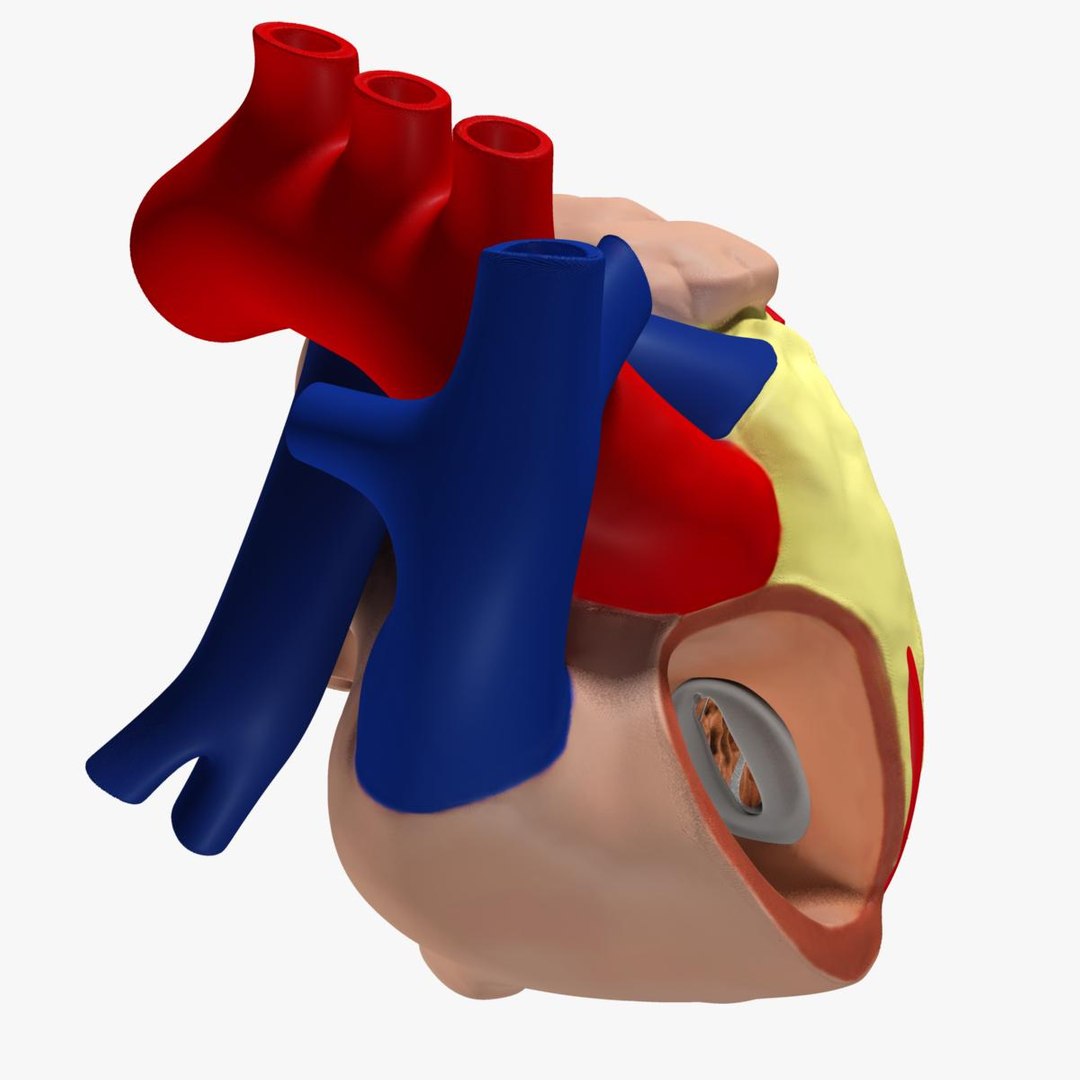 anatomy human heart 3d c4d https://p.turbosquid.com/ts-thumb/3D/dunwyl/uSkW8oZQ/image7/jpg/1423657092/1920x1080/fit_q87/c77bfde0837e0a249145ee7c7498bed42b12fa6f/image7.jpg