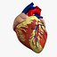 anatomy human heart 3d c4d
