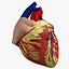 Human Heart