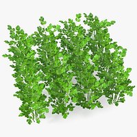 Cilantro Garden Bed