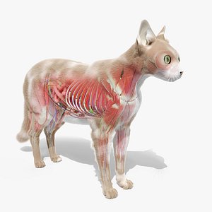 Full Cat Female Anatomy Static 3D