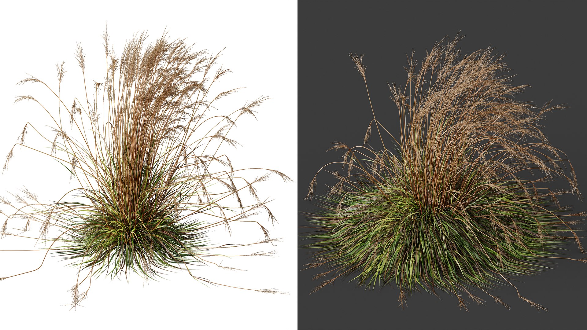 AV Molinia Caerulea Heidebraut Kleines Pfeifengras Grasses 3D model https://p.turbosquid.com/ts-thumb/3D/ipXYz4/HF/02/png/1754295403/1920x1080/fit_q87/2a752dfe8725aa18ecddcbf8e2fb39cb69cda4ee/02.jpg