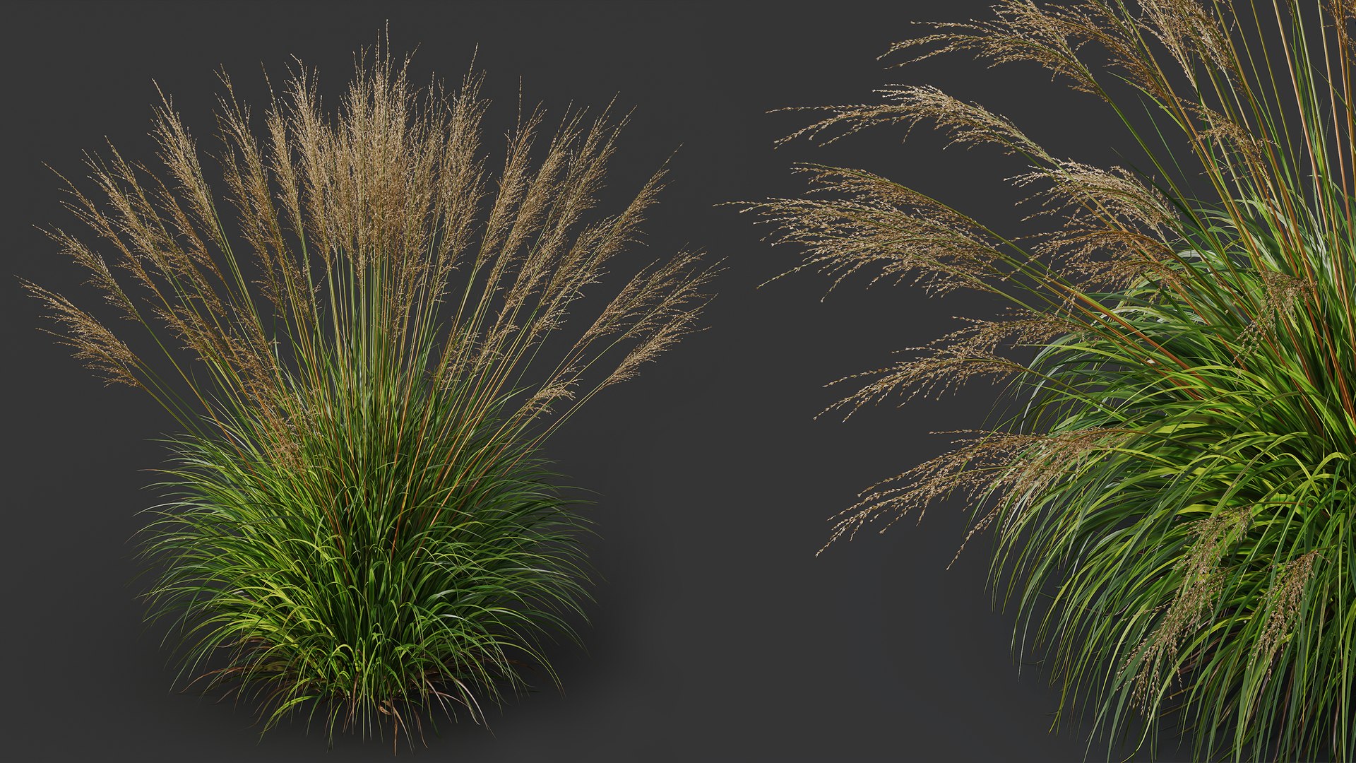 AV Molinia Caerulea Heidebraut Kleines Pfeifengras Grasses 3D model https://p.turbosquid.com/ts-thumb/3D/ipXYz4/IS/04/png/1754295405/1920x1080/fit_q87/711f4c03df4763926336f6aa0bbb13661d683f9e/04.jpg