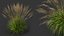 AV Molinia Caerulea Heidebraut Kleines Pfeifengras Травы