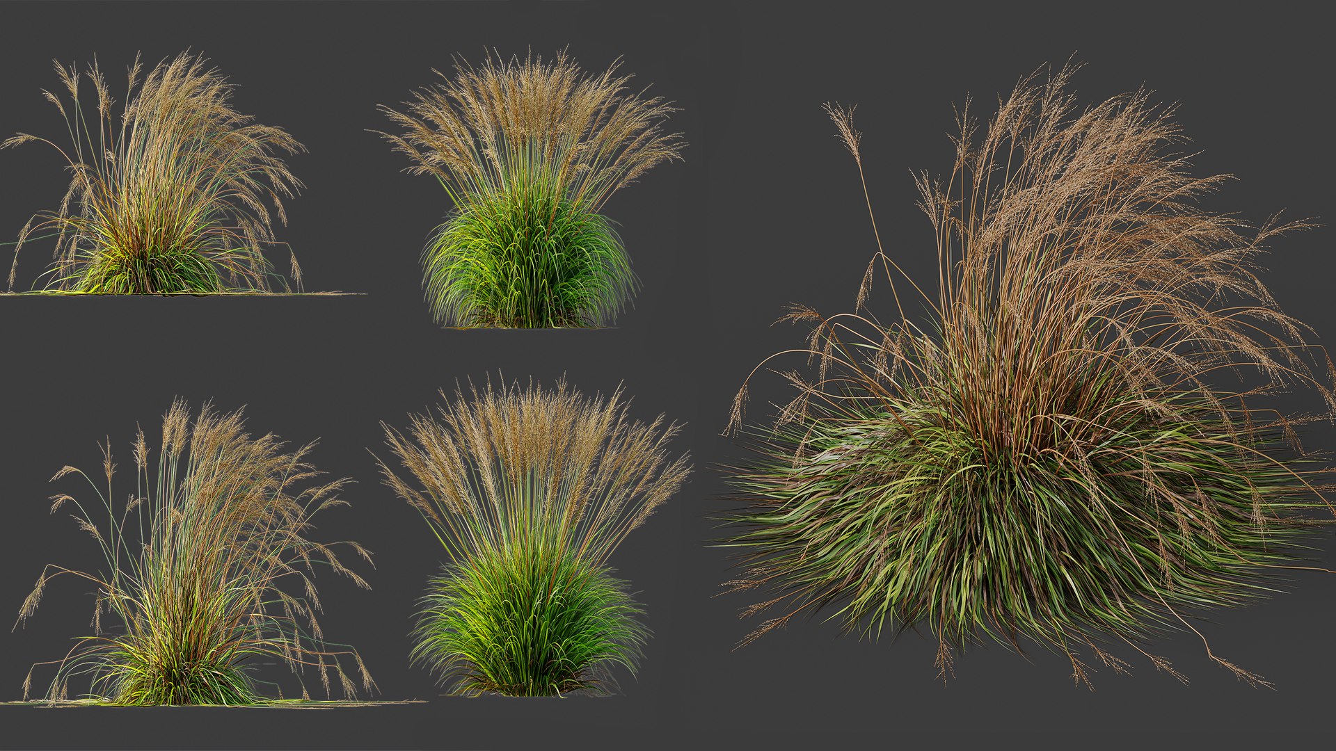 AV Molinia Caerulea Heidebraut Kleines Pfeifengras Grasses 3D model https://p.turbosquid.com/ts-thumb/3D/ipXYz4/PX/03/png/1754295402/1920x1080/fit_q87/5674e5a0bb9008d2b1d95d2f6f56157a5d498ecc/03.jpg