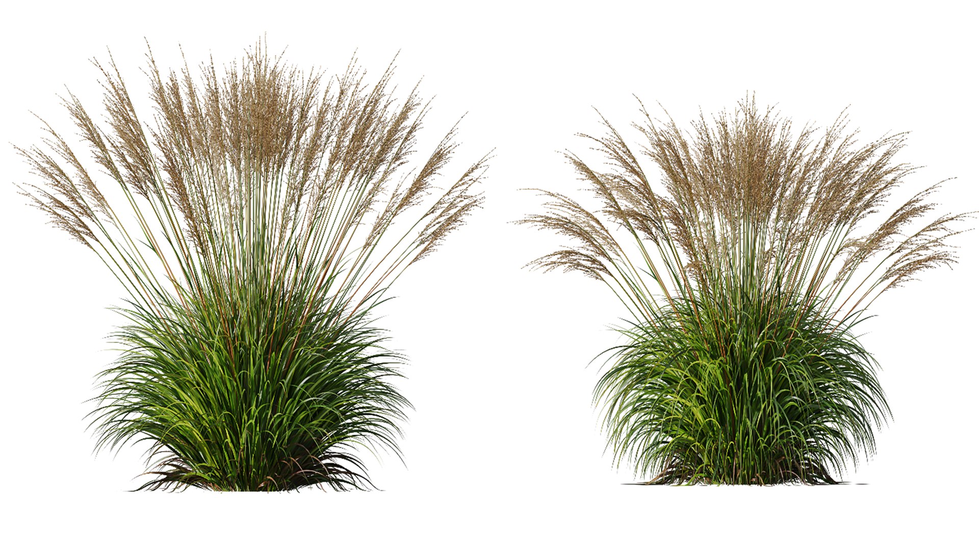 AV Molinia Caerulea Heidebraut Kleines Pfeifengras Grasses 3D model https://p.turbosquid.com/ts-thumb/3D/ipXYz4/Rk/06/png/1754295406/1920x1080/fit_q87/1f76248fdfebcf597b42922677b47a24359b3755/06.jpg