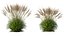 AV Molinia Caerulea Heidebraut Kleines Pfeifengras Травы