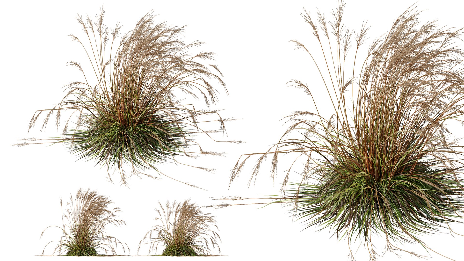 AV Molinia Caerulea Heidebraut Kleines Pfeifengras Grasses 3D model https://p.turbosquid.com/ts-thumb/3D/ipXYz4/SH/05/png/1754295404/1920x1080/fit_q87/80ce6bfaf9534f517703183ecb1a04bdac5e2e6a/05.jpg