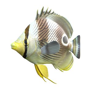 Four Eye Butterflyfish 3D
