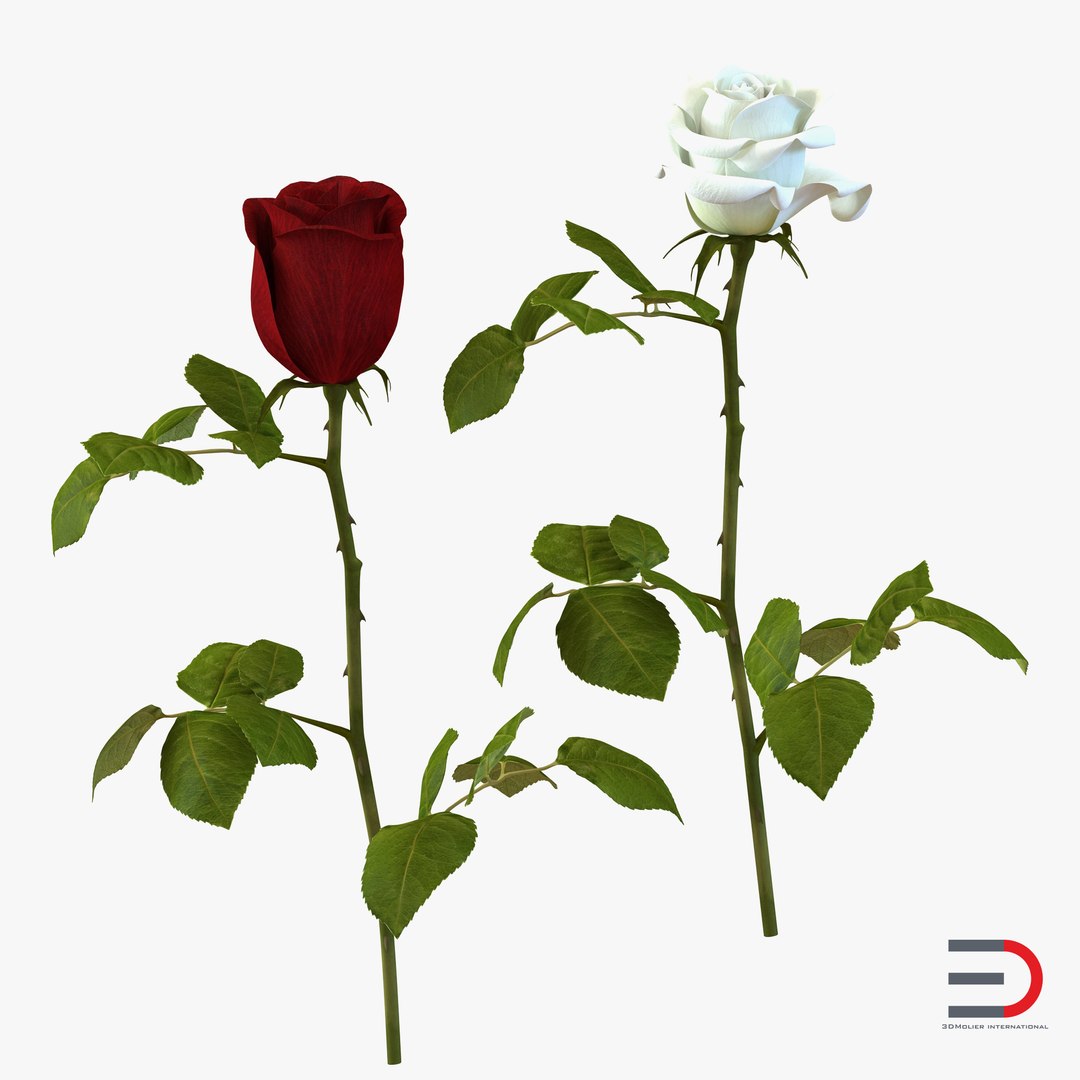 Roses 3D Models Collection 3D model preview