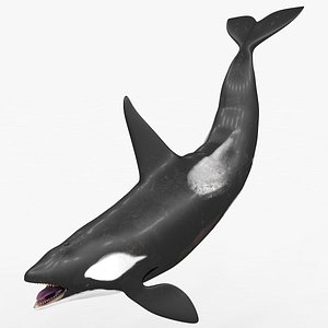 killer whale kill model