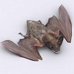bat critters 3d model