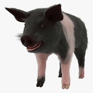 Hampshire Pig Piglet with Fur 3D Model