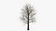 winter trees 3 model