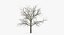 winter trees 3 model