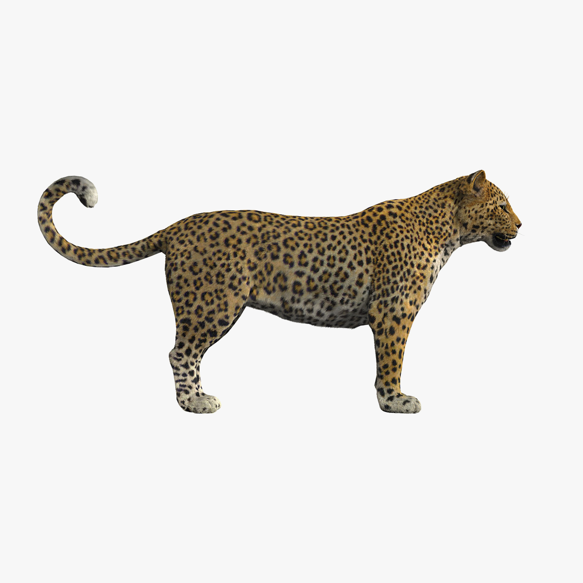 leopard fur 3d model