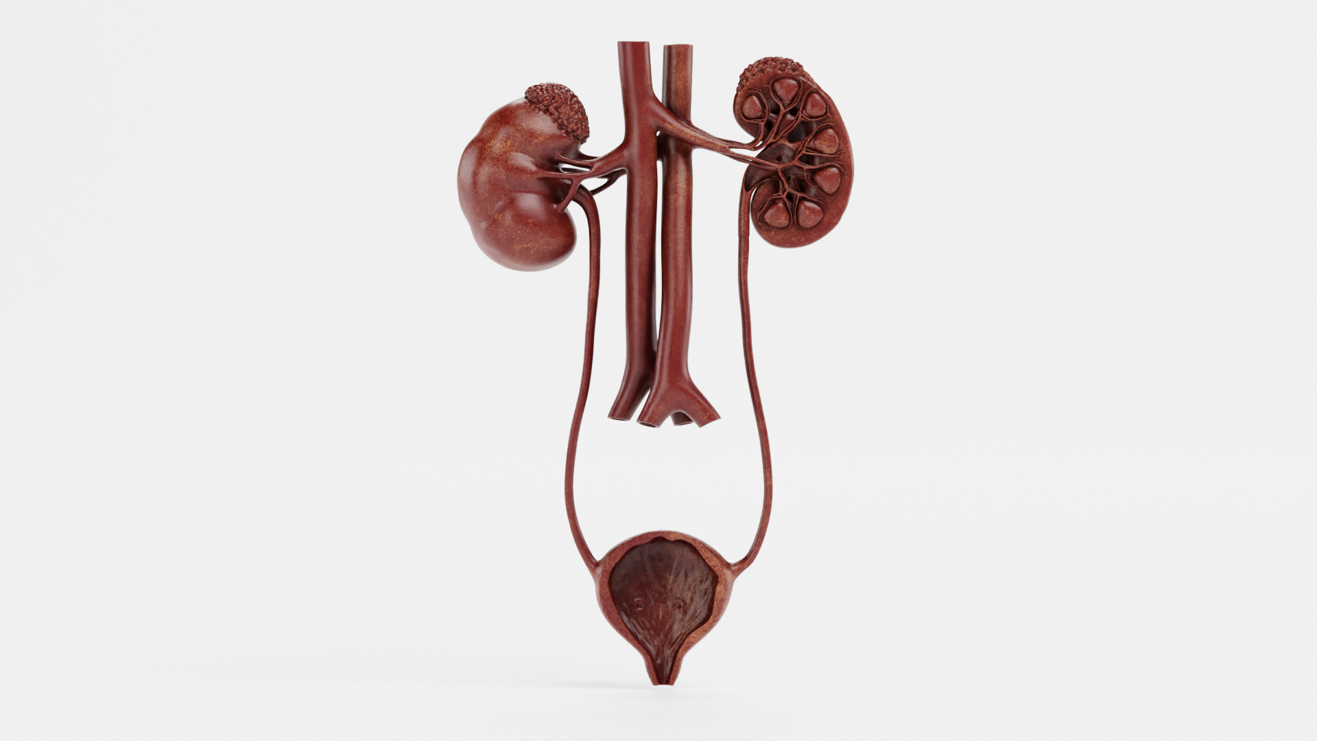 Urinary System Realistic 3D Model - TurboSquid 2179639