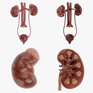 Urinary System Realistic 3D model