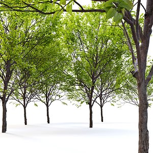 Plum tree