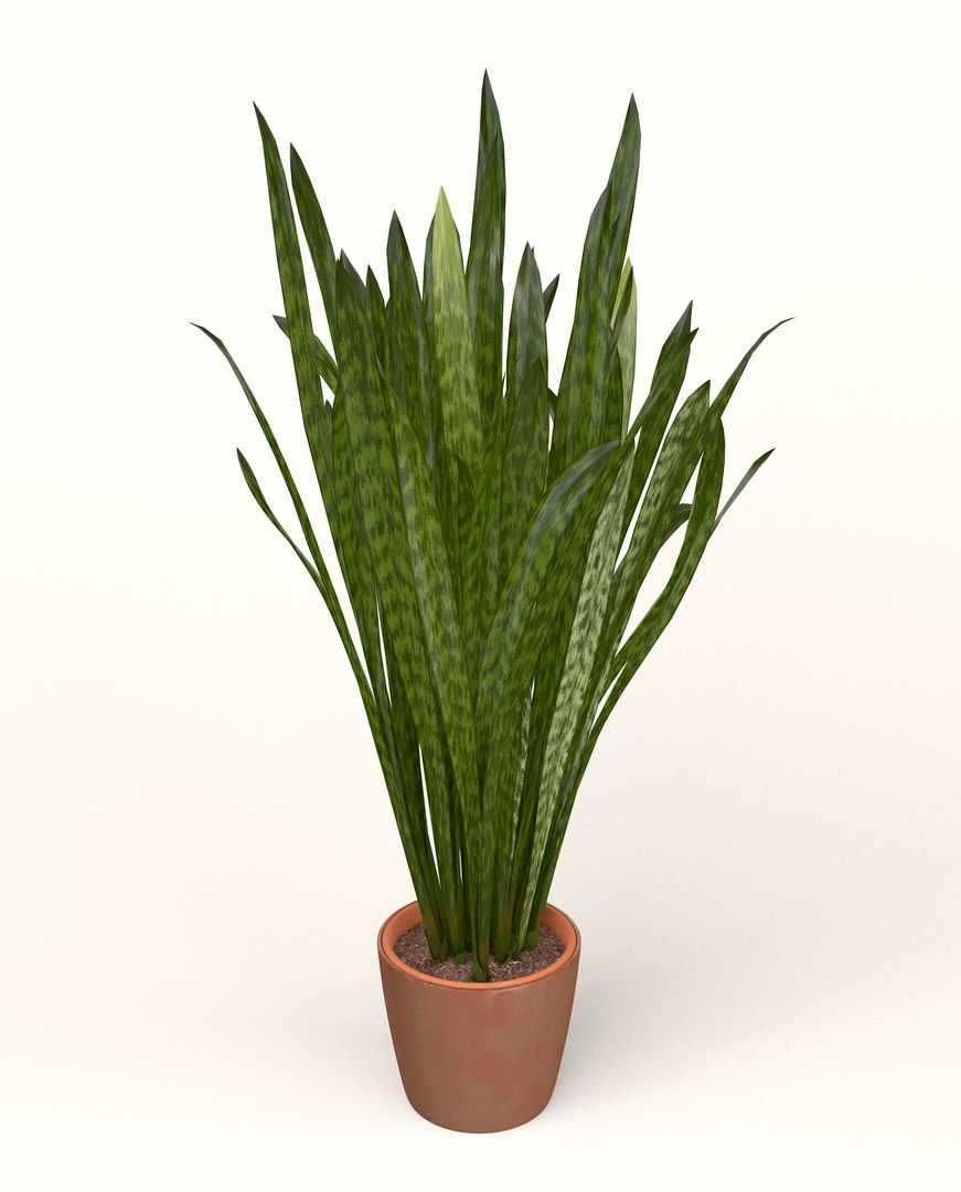 3D model Snake Plant https://p.turbosquid.com/ts-thumb/3E/1cPY7i/At/snakeplant04/jpg/1719345351/1920x1080/fit_q87/7ed44ac8bce23d2d2f11aea163a130cdfefab87c/snakeplant04.jpg