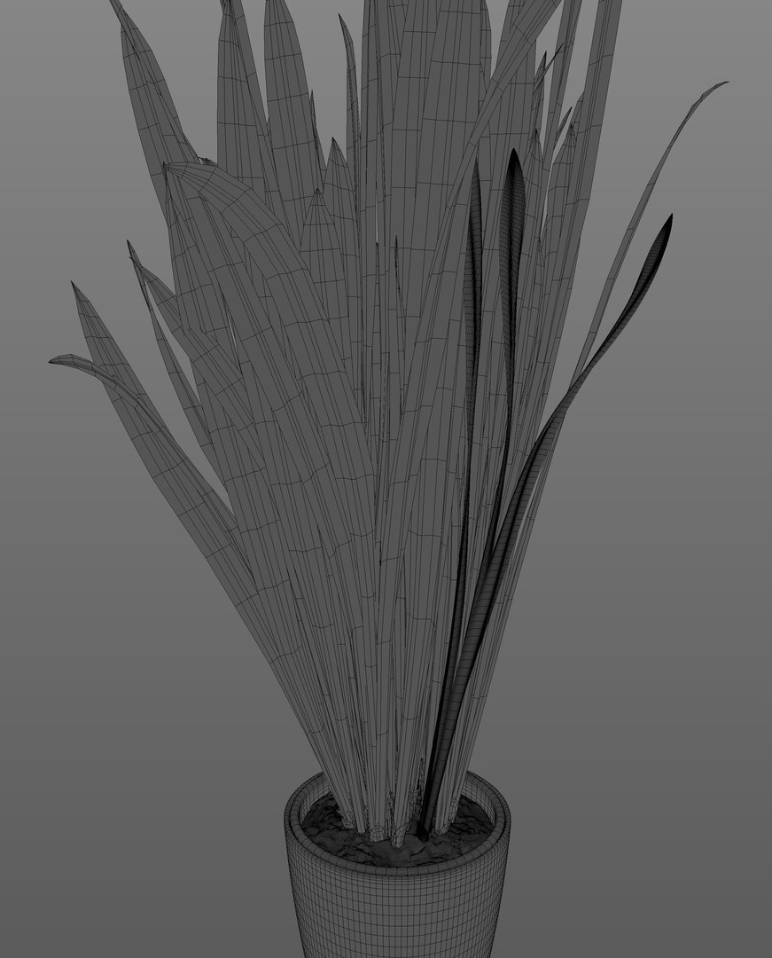 3D model Snake Plant https://p.turbosquid.com/ts-thumb/3E/1cPY7i/HF/wire1/jpg/1719345355/1920x1080/fit_q87/3e7bd6d052015e2bf9dcd397b2d7cf9894168655/wire1.jpg