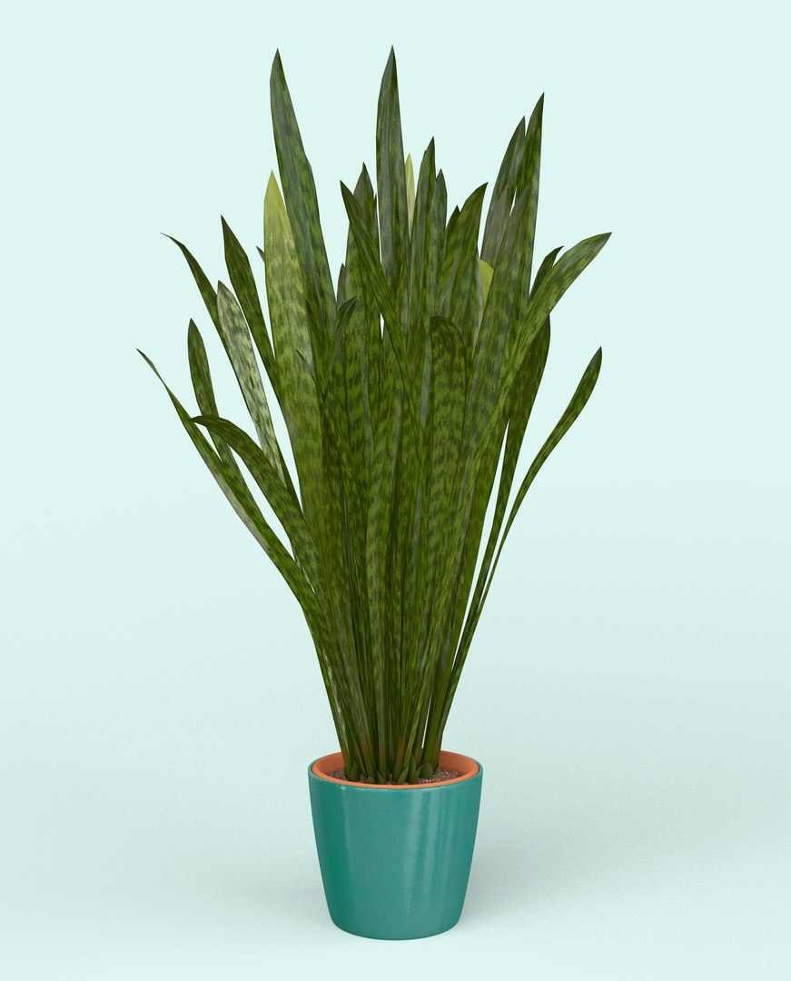3D model Snake Plant https://p.turbosquid.com/ts-thumb/3E/1cPY7i/I9/snakeplant05/jpg/1719345352/1920x1080/fit_q87/6c52d85c46343d9973f3be15449d7c225bfcb023/snakeplant05.jpg