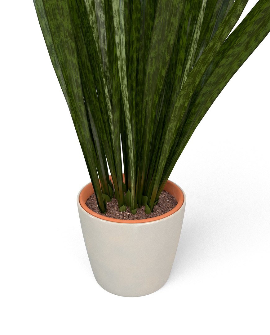 3D model Snake Plant https://p.turbosquid.com/ts-thumb/3E/1cPY7i/V9/snakeplant02/jpg/1719345348/1920x1080/fit_q87/770bf75474484e6409ca91468a1ca88fa1f9fe5f/snakeplant02.jpg