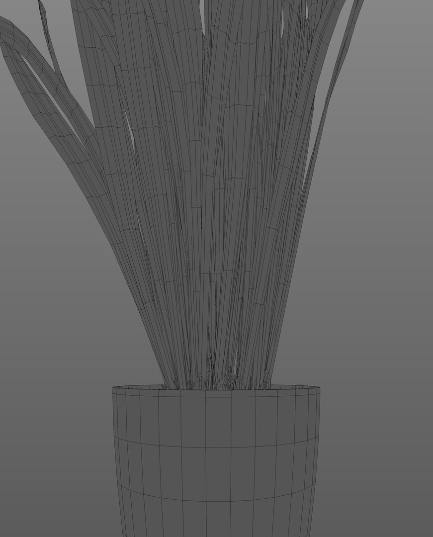3D model Snake Plant https://p.turbosquid.com/ts-thumb/3E/1cPY7i/h2/wire2/jpg/1719345355/1920x1080/fit_q87/e79f1347d3e8d8f310fb899a55e09bad54ea209c/wire2.jpg