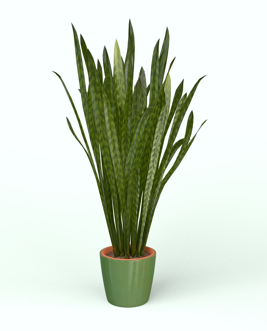 3D model Snake Plant https://p.turbosquid.com/ts-thumb/3E/1cPY7i/uv/snakeplant03/jpg/1719345350/1920x1080/fit_q87/db17b3fec0e03e1c9ac0de31201c77d675a8480e/snakeplant03.jpg