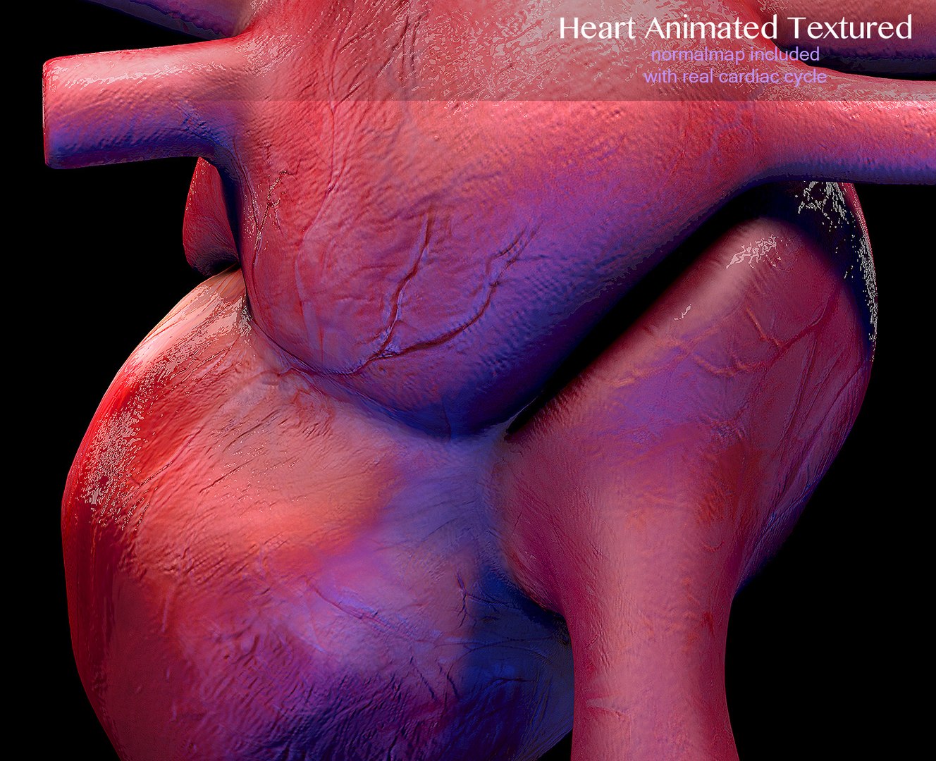 3d heart cycle animation https://p.turbosquid.com/ts-thumb/3E/42tl4y/ARlxpLfn/008/jpg/1498321522/1920x1080/fit_q87/9c153abc5d735a9c407d937cf65bbec37b18de58/008.jpg