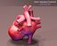 Anatomia do Coração Animada