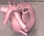 Anatomia do Coração Animada
