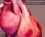 Anatomia do Coração Animada