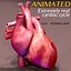 Anatomia do Coração Animada