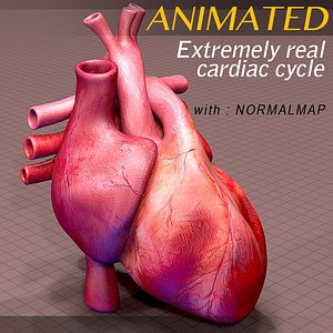 Heart Anatomy Animated