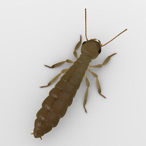 termite dealate 3d x
