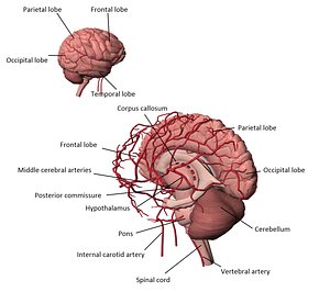 3d model human brain