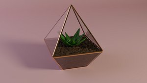 Aloe in a pot