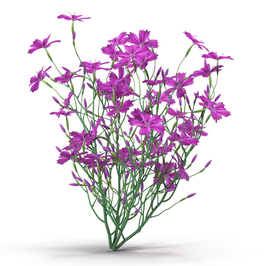 3d carnation model https://p.turbosquid.com/ts-thumb/3E/JAjqjK/3Q6lB6aP/render_6/jpg/1414400656/1920x1080/fit_q87/301e04f7ab1d278ab2636ed46725155d3910326a/render_6.jpg