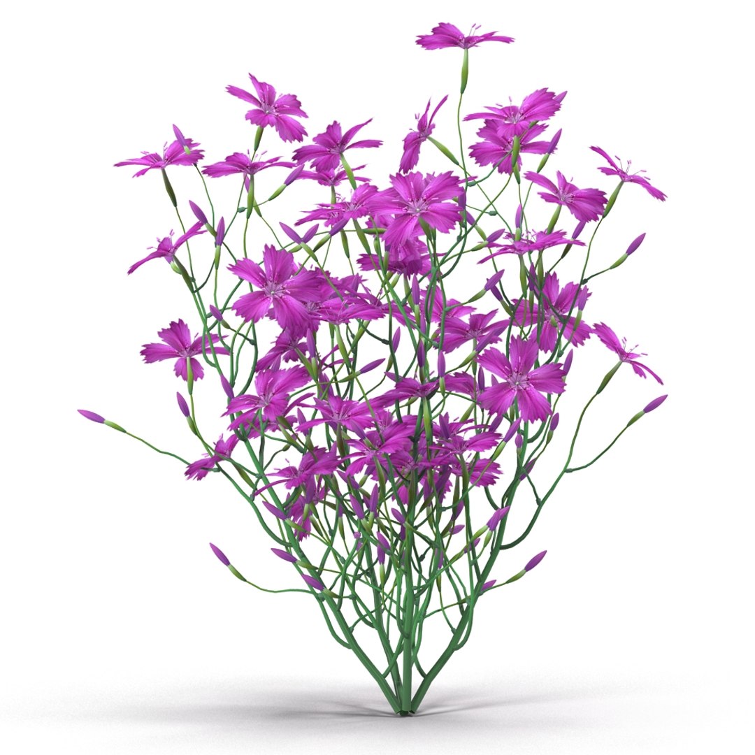 3d carnation model https://p.turbosquid.com/ts-thumb/3E/JAjqjK/Da1nDIGk/render_5/jpg/1414400656/1920x1080/fit_q87/b4be830186f2a768cb5b012ba5591249ae8a0ee2/render_5.jpg