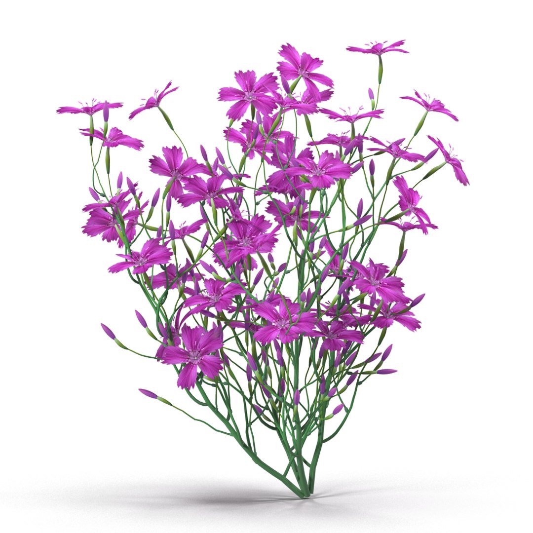 3d carnation model https://p.turbosquid.com/ts-thumb/3E/JAjqjK/JApyfdAq/render_4/jpg/1414400656/1920x1080/fit_q87/3de316bcfe567db7b8f2b51b7a2cb8e272b93189/render_4.jpg