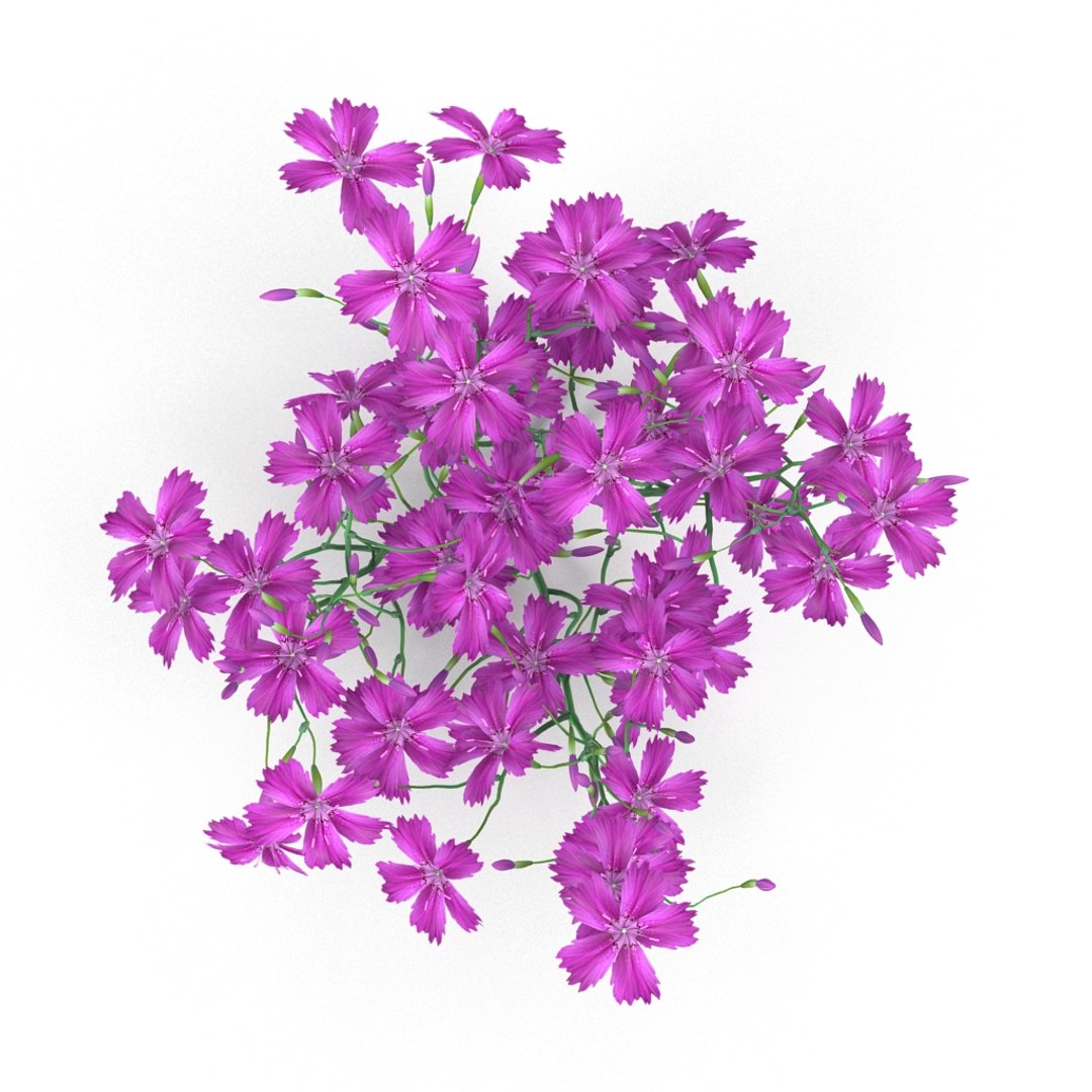 3d carnation model https://p.turbosquid.com/ts-thumb/3E/JAjqjK/q0r6g7KE/render_1/jpg/1414400655/1920x1080/fit_q87/59c5758ffb9dda32ce1416e331353bca5769f14c/render_1.jpg
