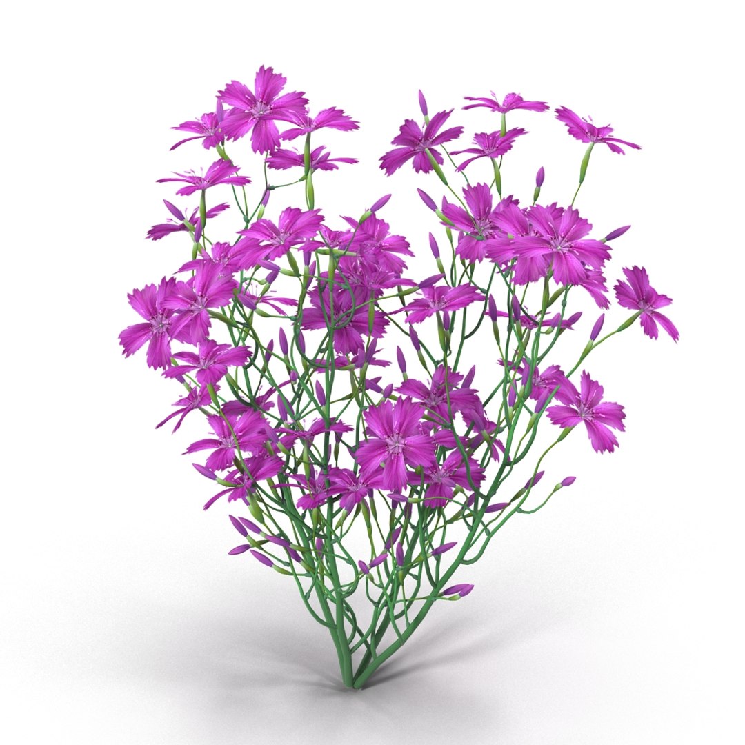 3d carnation model https://p.turbosquid.com/ts-thumb/3E/JAjqjK/vhRU76S3/render_3/jpg/1414400656/1920x1080/fit_q87/2aee286158f845663f2a71330132c753d3d9c974/render_3.jpg