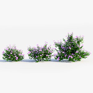 Petunia integrifolia a
