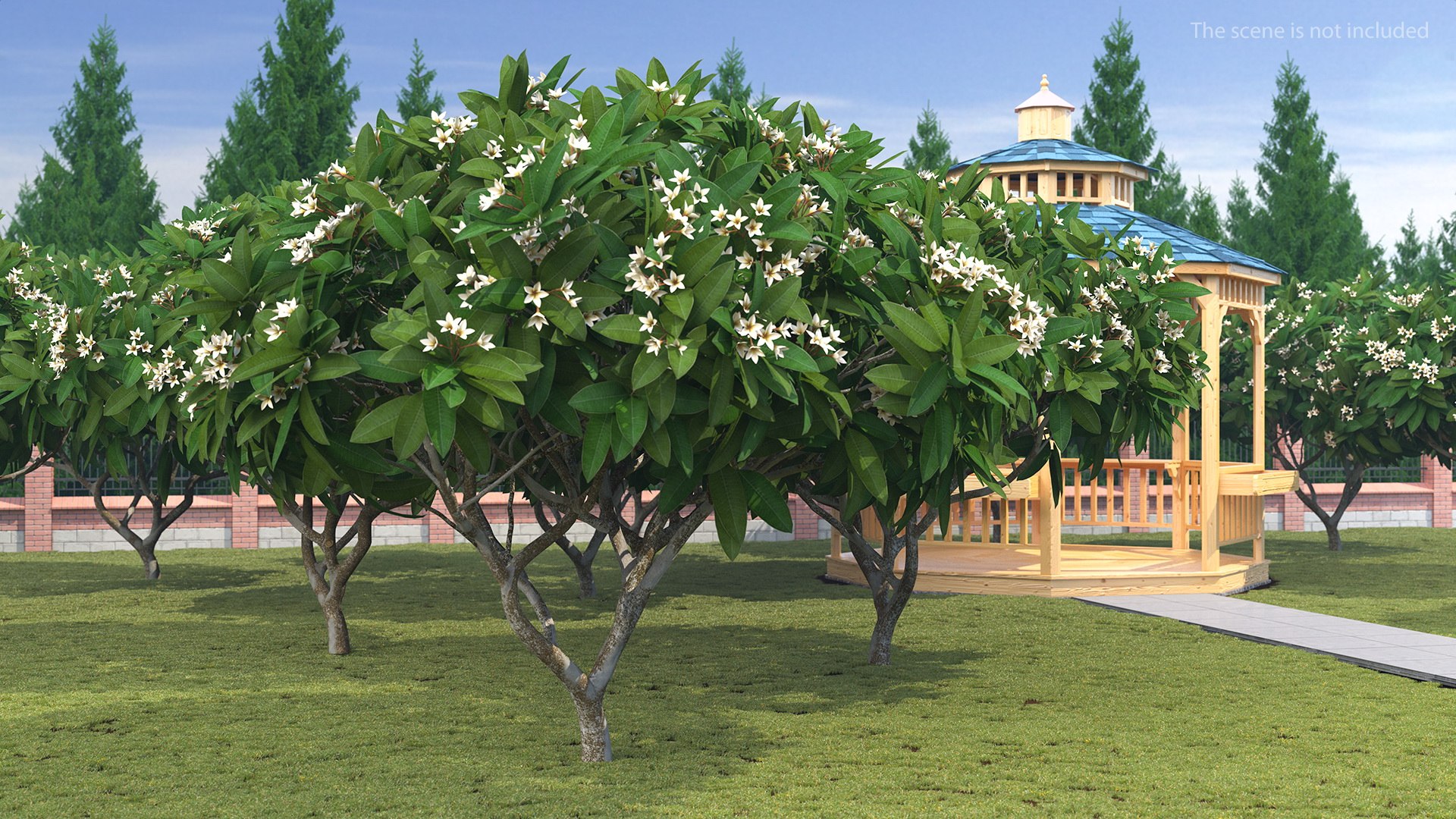 Plumeria Frangipani Drzewo Białe Kwiaty Model 3D