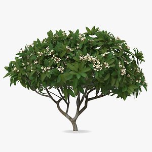 plumeria frangipani tree white model